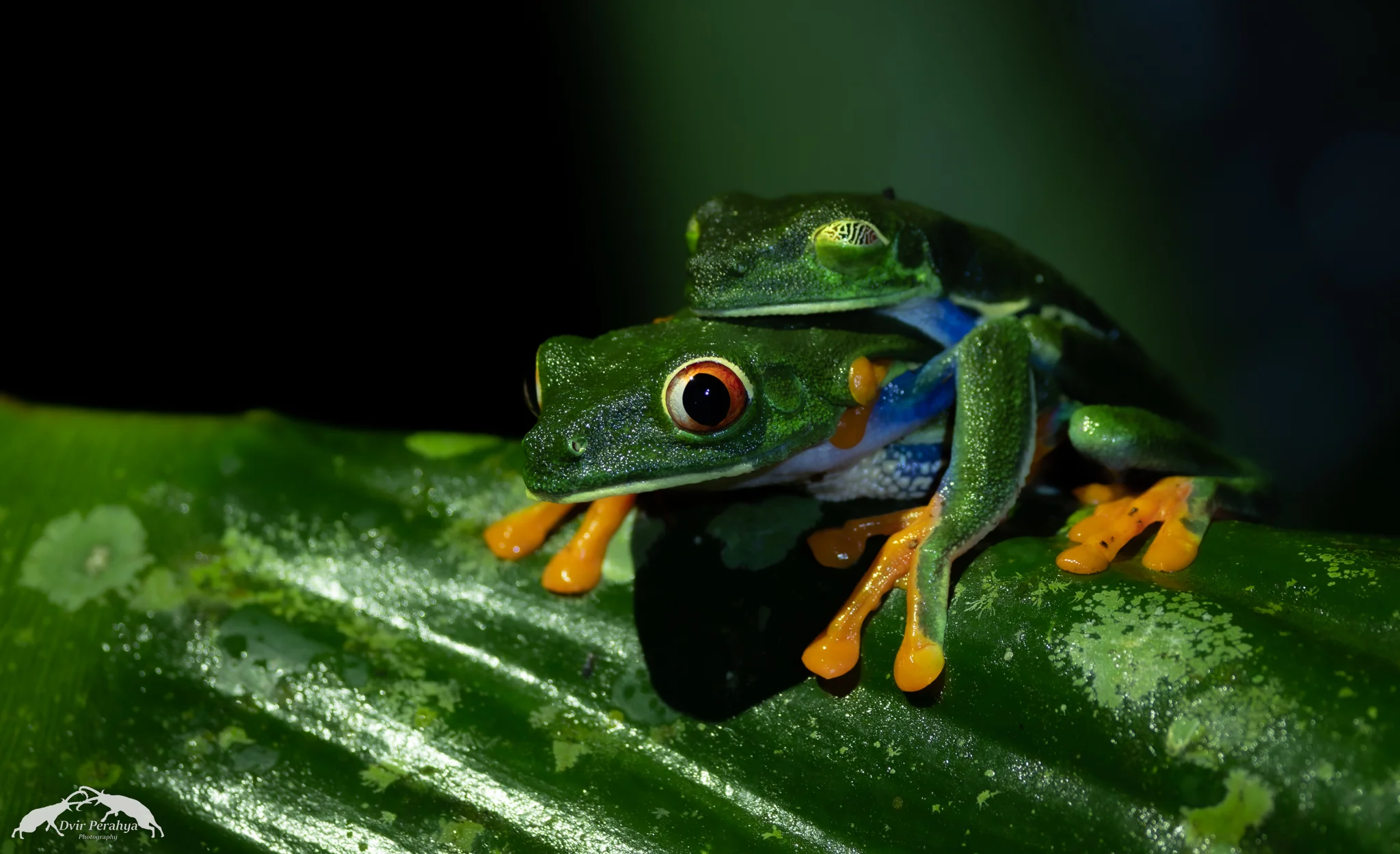 Costa Rica Wildlife